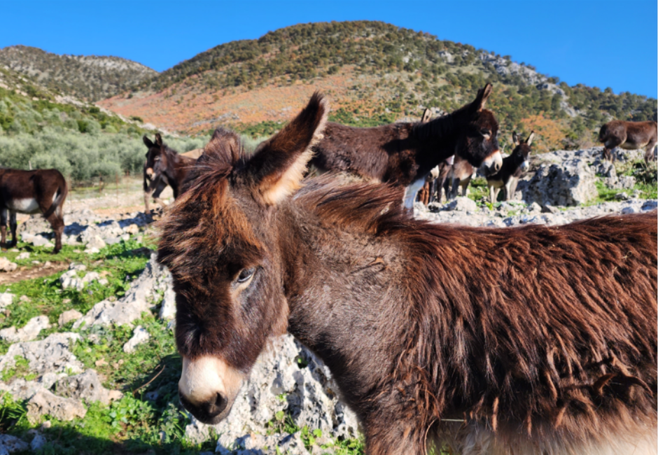 Donkey Farm