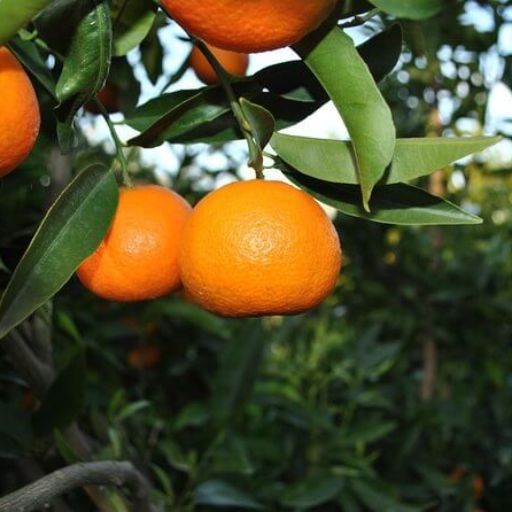 Mandarina Farming Tour